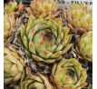 Sempervivum SILVERINE