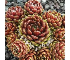 Sempervivum SILBERKARNEOL