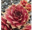 Sempervivum SCARLET VARIETY