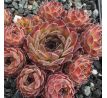 Sempervivum SMOKEY