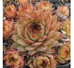 Sempervivum SILVERTONE