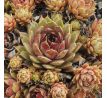 Sempervivum CLASSIC ROCK