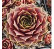 Sempervivum WICHITA