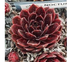 Sempervivum NOCTURNO