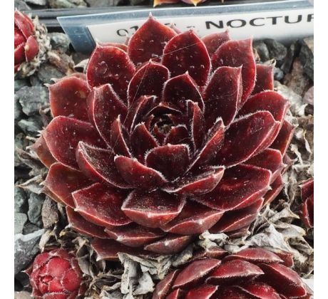 Sempervivum NOCTURNO