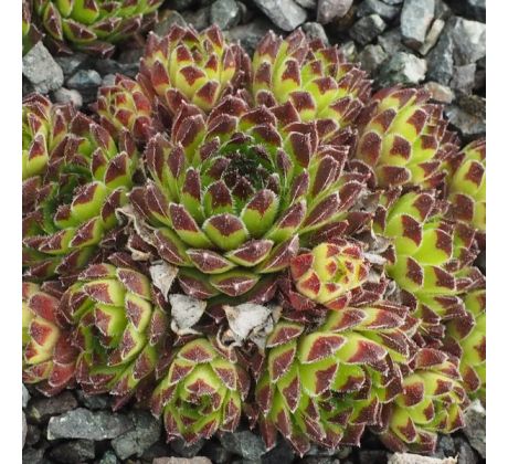 Sempervivum KYLIE MINOGUE