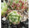 Sempervivum SHIRLEY`S JOY