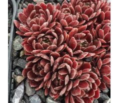 Sempervivum THE FLINTSTONES