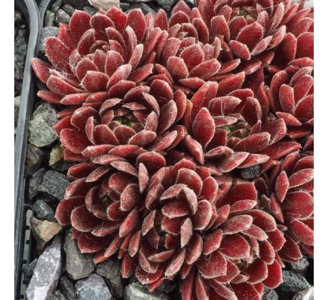 Sempervivum THE FLINTSTONES