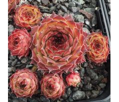 Sempervivum TALULA