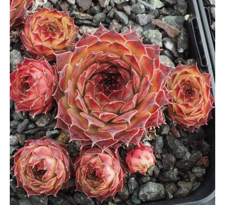 Sempervivum TALULA