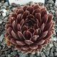 Sempervivum TOLIMA