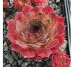 Sempervivum SYLVIA