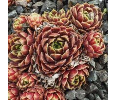 Sempervivum TAMBORA