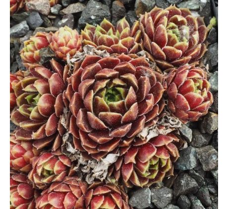 Sempervivum TAMBORA