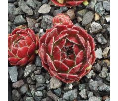 Sempervivum THERA