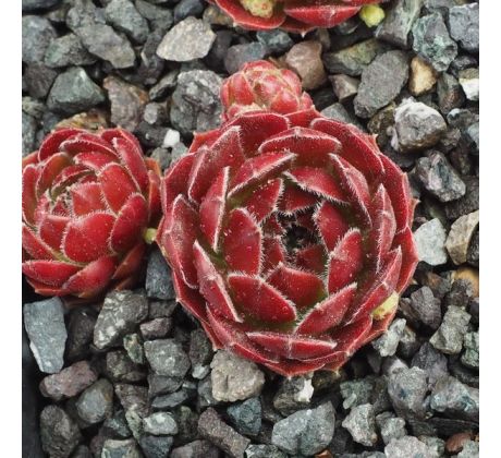 Sempervivum THERA