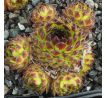 Sempervivum BLACKTOP