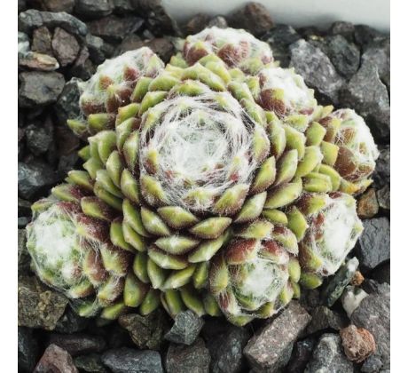 Sempervivum TRAUDEL