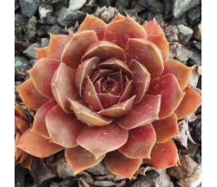 Sempervivum TATARI