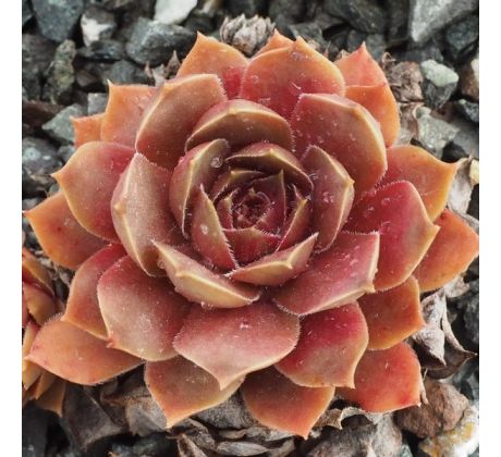 Sempervivum TATARI