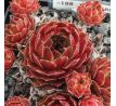 Sempervivum TINTINABULUM