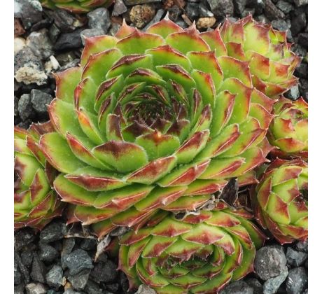 Sempervivum CORNFLAKE GIRL