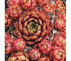 Sempervivum TALISMAN