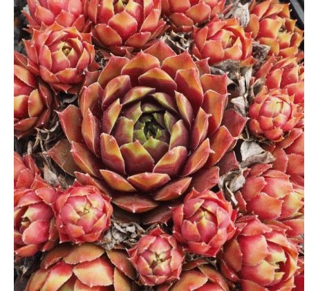 Sempervivum TALISMAN