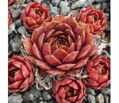 Sempervivum TEIDE