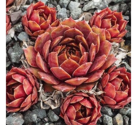 Sempervivum TEIDE