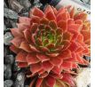 Sempervivum TOPAS