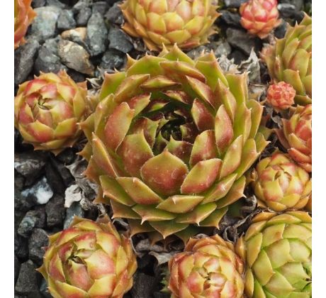 Sempervivum TORI AMOS