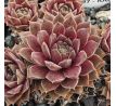 Sempervivum RACEY