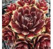 Sempervivum RED DELTA