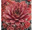 Sempervivum RED CHIEF