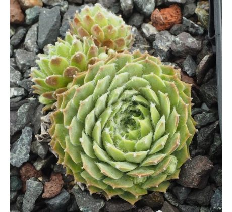 Sempervivum RED WONDER