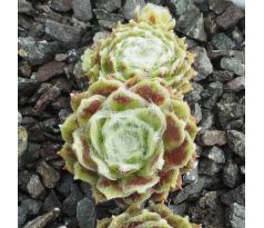 Sempervivum RHEINKIESEL