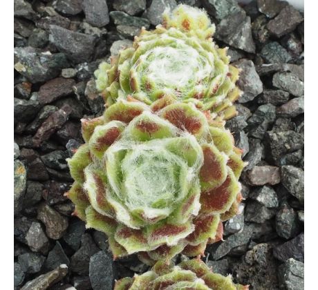 Sempervivum RHEINKIESEL