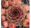 Sempervivum PURDY`S 70-40