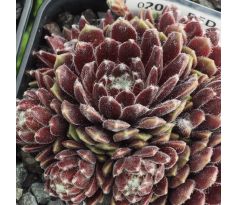 Sempervivum RED PLUCHE