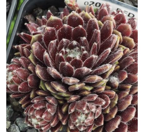 Sempervivum RED PLUCHE