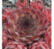 Sempervivum RED PURPLE