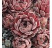 Sempervivum PURDY