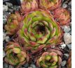 Sempervivum CARLO`S II