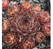 Sempervivum RAUHER KULM