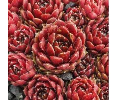 Sempervivum RED PAPAVER