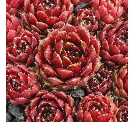 Sempervivum RED PAPAVER