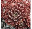 Sempervivum RED WINGS