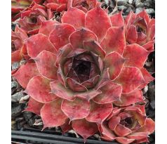 Sempervivum RENATA